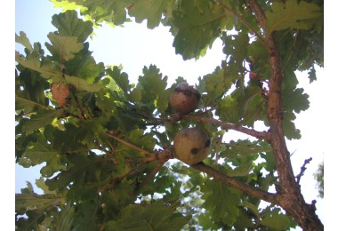 Galappeltjes aan de boom.